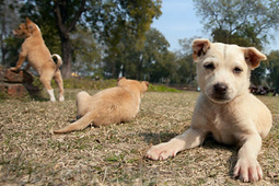 maneka gandhi animal hospital