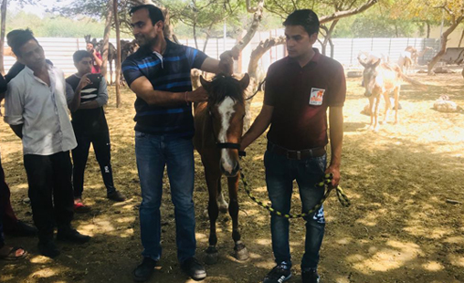 Sanjay Gandhi Animal Care Centre Animal shelter, veterinary hospital, animal ambulance, shelter for abandoned pets, boarding and lodging facility for pets, awareness, animal rights, Adopt a Pet, Animals For Adoption, Adopt an Animal, pet adoption in India