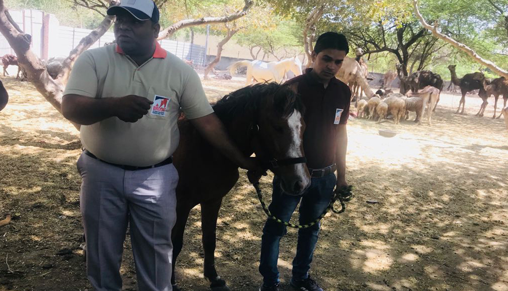 maneka gandhi animal hospital