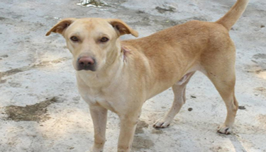 Adopt an Animal in India | Sanjay Gandhi Animal Care Centre (SGACC)