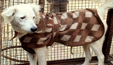 Adopt an Animal in India | Sanjay Gandhi Animal Care Centre (SGACC)